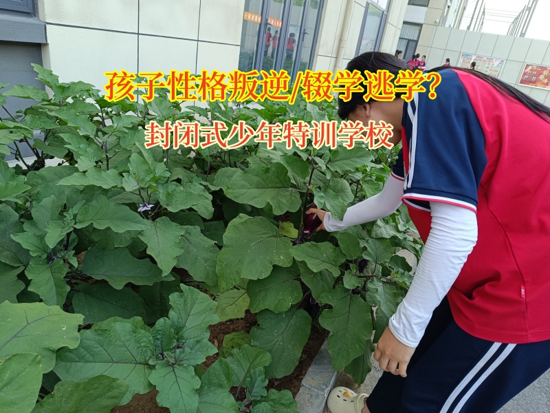 封閉式少年特訓學校為輟學少年點亮希望之光 封閉式少年特訓學校為輟學少年點亮希望之光